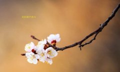 在這春暖花開的季節(jié)，歡迎你們加入知道網(wǎng)絡(luò)