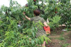 “蟠桃”盛會：你來采呀，我來吃（圖）